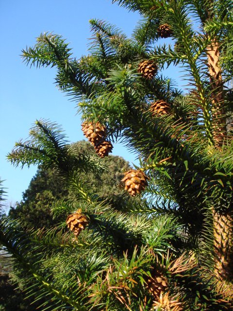 Cunninghamia lanceolata cone